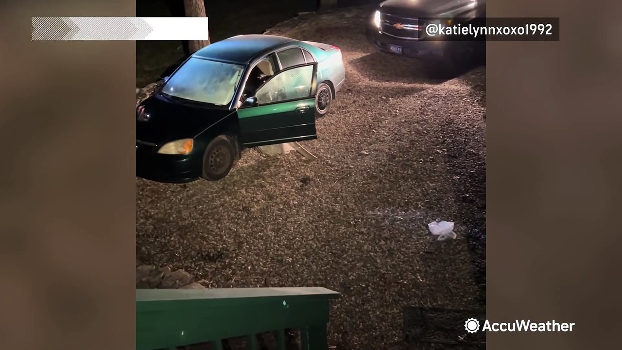 Bear caught carjacking vehicle