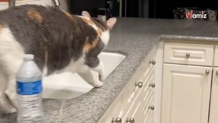 Elle s'inquiète pour la patte de son chat et tombe des nues en découvrant la manigance (vidéo)