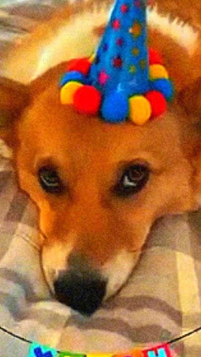Cute dogs video 37