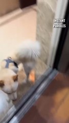 Cette femme s’arrête à chaque étage pour permettre à ce chien égaré de retrouver ses propriétaires