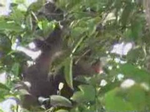 Promo Les Missions de Chanee