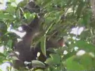 Promo Les Missions de Chanee