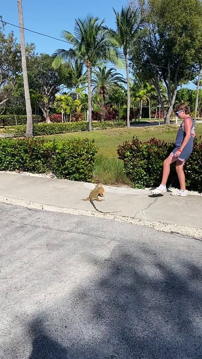 Iguana Has a Strong Whip
