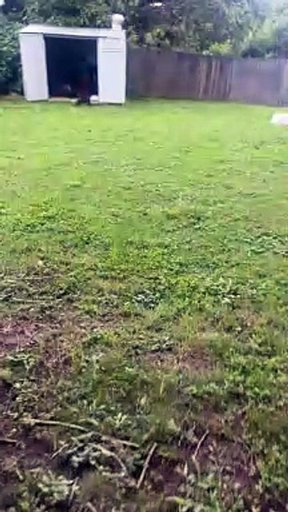Man Finds Massive Stick Bug in Backyard
