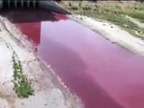 Apocalipsis: Lago en Texas se torna rojo sangre