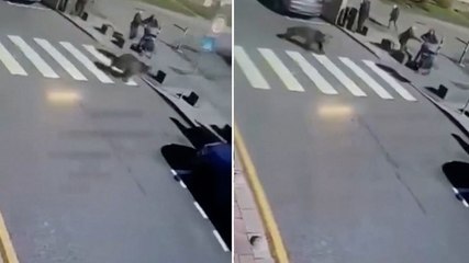 Watch: Residents flee as bear runs down road in Slovakian town