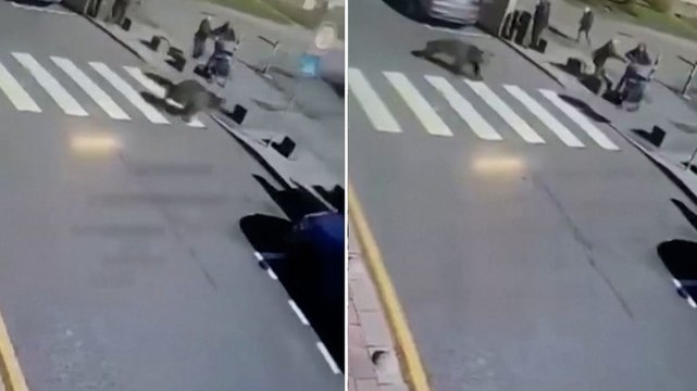 Watch: Residents flee as bear runs down road in Slovakian town