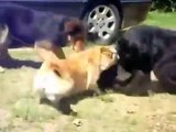 Policia Animal detiene a gatos peleando