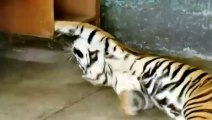 Tigre de Bengala Alberto en Perrera en Mexico