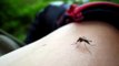 Mosquitoes Sucking Blood - In HD!