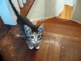 Gatito con la patita rota vence obstaculos (Subiendo escaleras)
