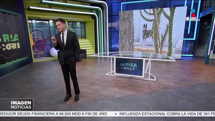 ¡Alerta en CDMX! Supuesto lobo acecha en las calles de San Juan de Aragón 🐺