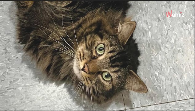 Face au caractère affirmé de ce chat, le refuge désespère de lui trouver un maître véritablement amoureux des félins