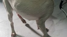 Dog Name Sky