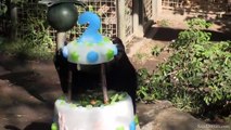 San Diego Zoo Panda celebrates Birthday by Attacking Cake!