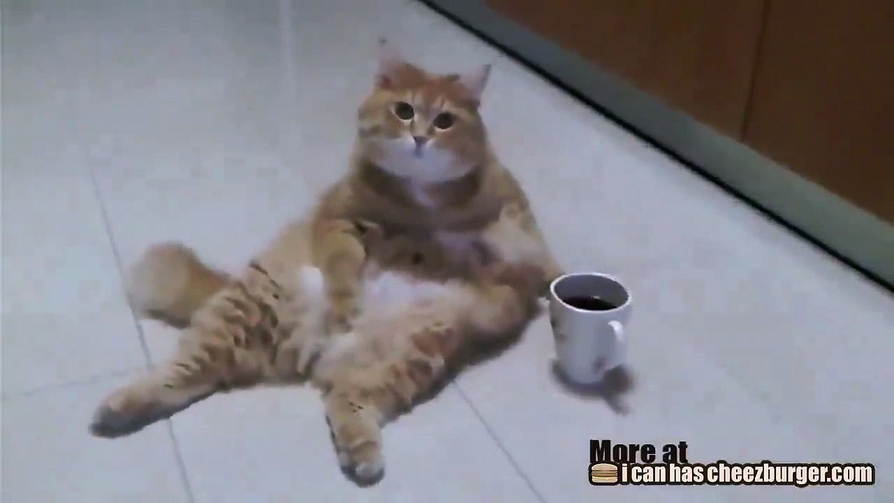 Platicando y tomando cafe con el gato Vídeo Dailymotion