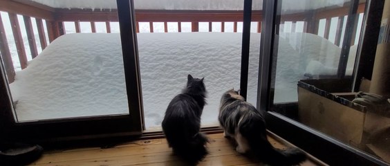 Cat Attempts Snow Pile Jump