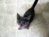 Gatito suena como rechinido de puerta