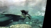 Pingüino trata de nadar a través del cristal