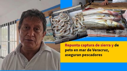 Repunta captura de sierra y de peto en mar de Veracruz, aseguran pescadores