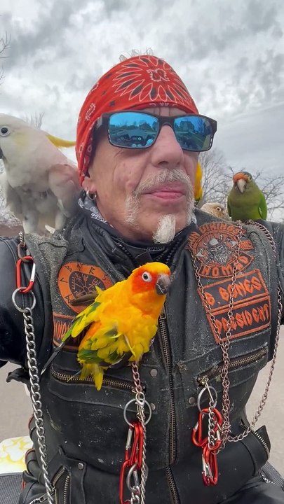 Birds Of Anarchy