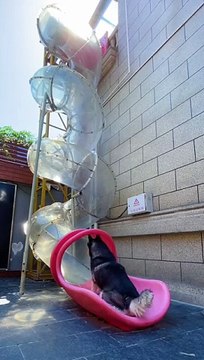 Ce toboggan pour chien est génial