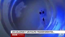 Cuando un pulpo y un calamar se tiñen de color