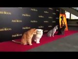 Gatitos reales en la Premier de Gato Con Botas
