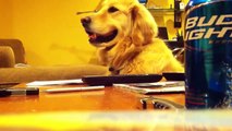 Perro sonrie cuando escucha la Gitarra