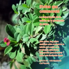 Moises Shemaria Capuano|  La música tiene el poder (Parte 2) (Creado por @MoisesShemariaCapuano)