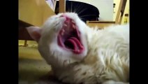 Cat Scream Yawns