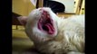 Cat Scream Yawns