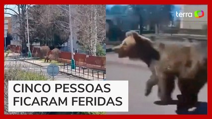 Urso ataca pessoa e causa situação de emergência na Eslováquia