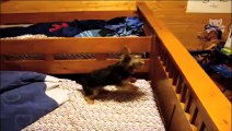 Acrobatic Dog Goes Crazy For Hamster