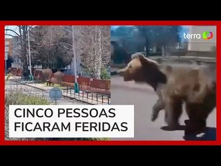 Urso ataca pessoa e causa situação de emergência na Eslováquia