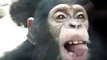 Curioso bebe mono en el zoológico