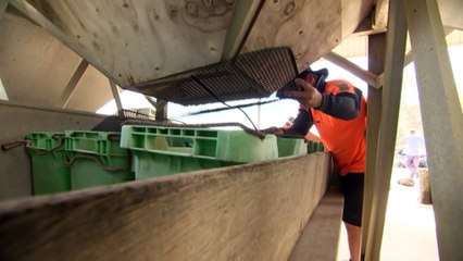 Mystery disease decimating oyster industry in southern Tasmania