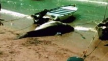 Gran tiburón blanco capturado por los pescadores en México