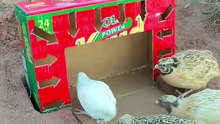 How to catch quail