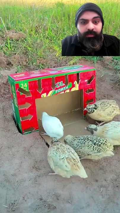 How to catch quail