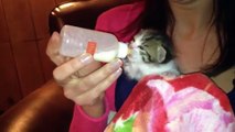 Gatito bebiendo de una botella de leche
