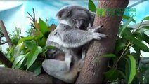 Los koalas bebes no son bonitos