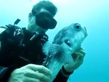 Salvando a un pez globo de un anzuelo
