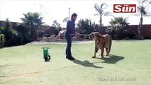 Tigre Gigante vive como mascota en Africa