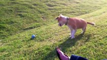 Perro jugando solo con la pelota