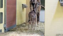 El nuevo bebe de Zoológico de Nashville