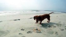 Cachorro y cangrejo jugando en la playa
