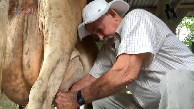 Con 85 años ordeña todas las mañanas a mano y se toma un rompope al pie de la vaca qn-Con 85 años ordeña todas las mañanas a mano y se toma un rompope al pie de la vaca -200324
