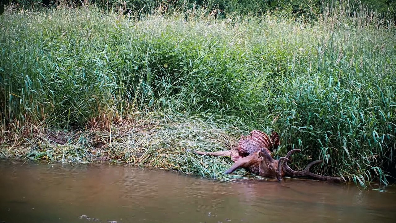 Im Land der Wölfe | movie | 2024 | Official Trailer