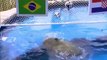Tortuga Predice el partido de Brasil contra Croacia en la Copa Mundial